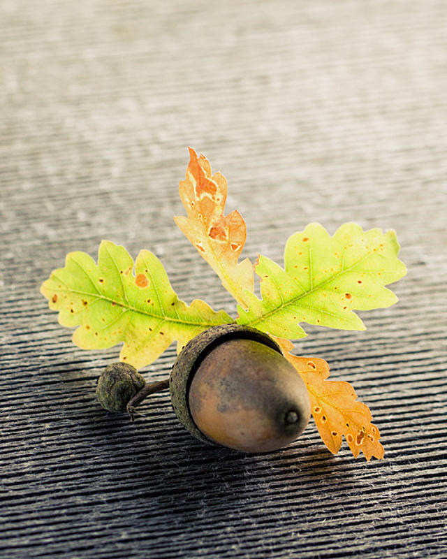 Dyed using extracts from fallen acorns